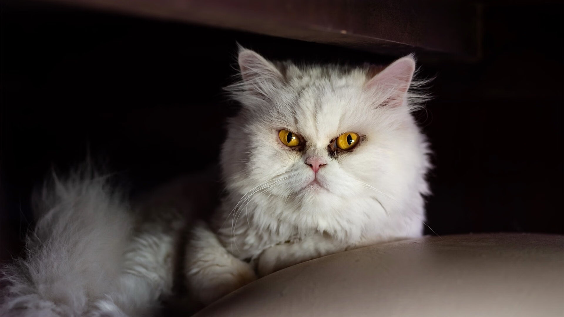 蒂亚戈爆发，葡萄牙力克塞内加尔，新星闪耀引领欧洲劲旅突围