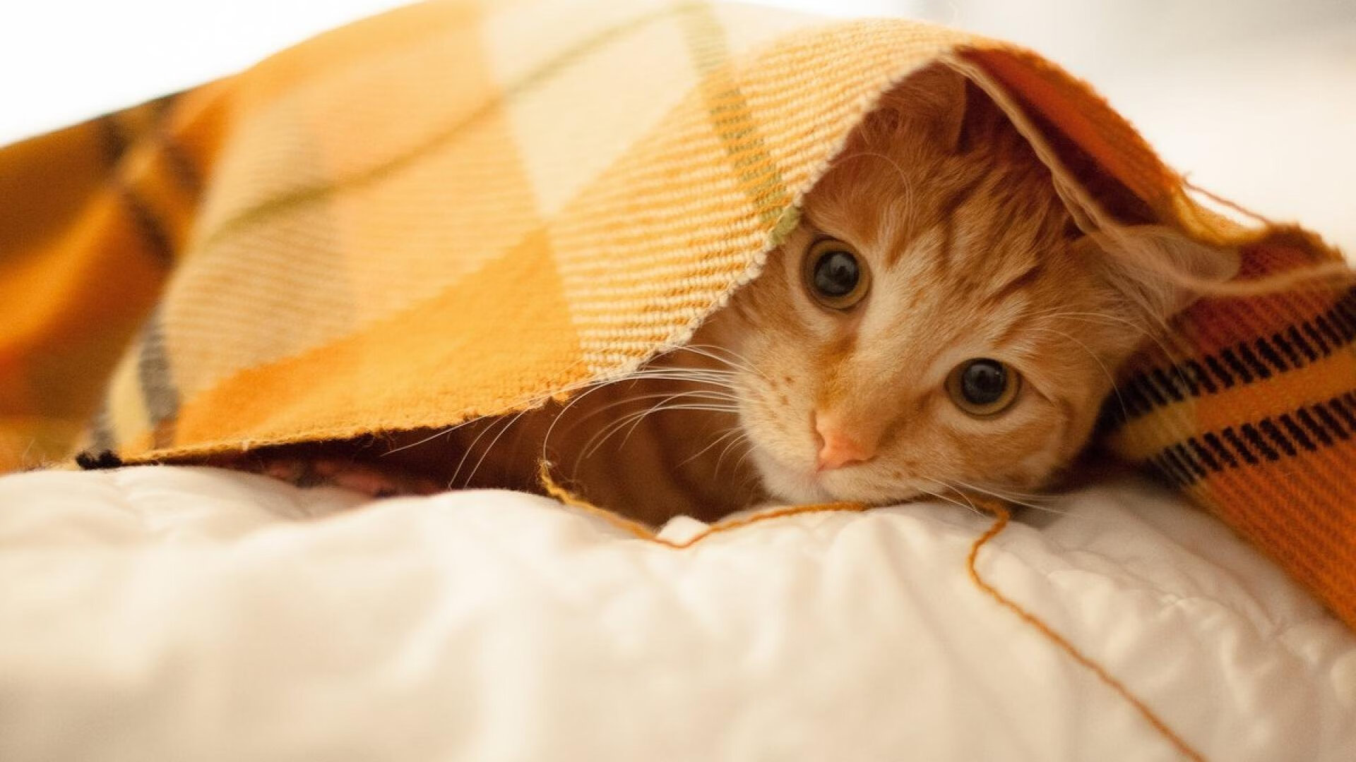 爱游戏官方入口-教科书式攻防统治赛场！小贾伦引领掘金斩落浙江队