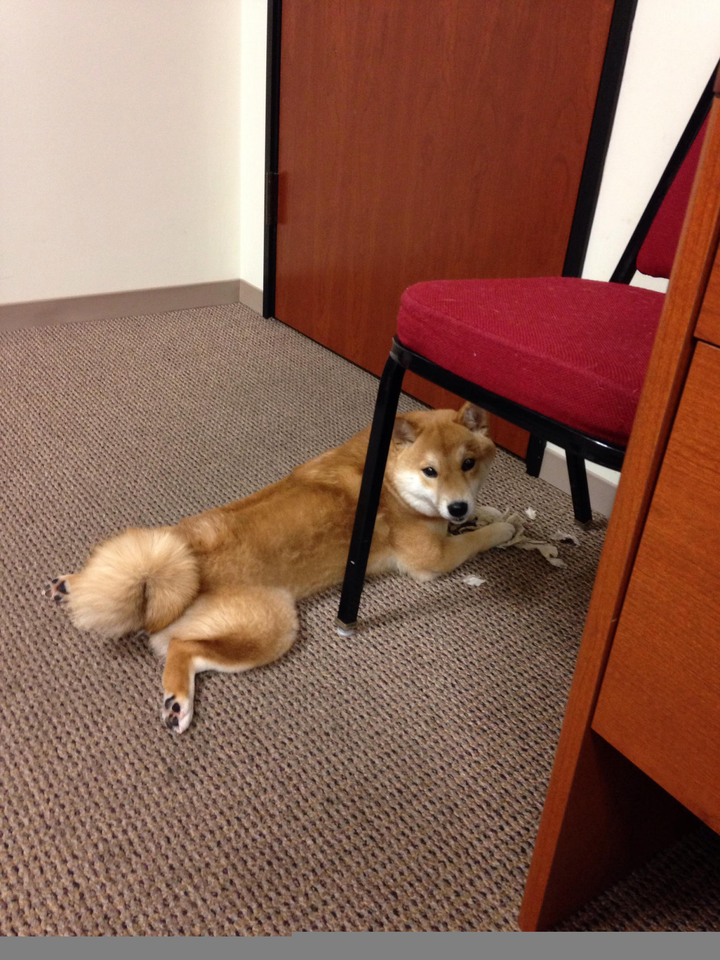 夜空中最亮的拉梅洛，广厦队加时撕裂洛杉矶夜幕