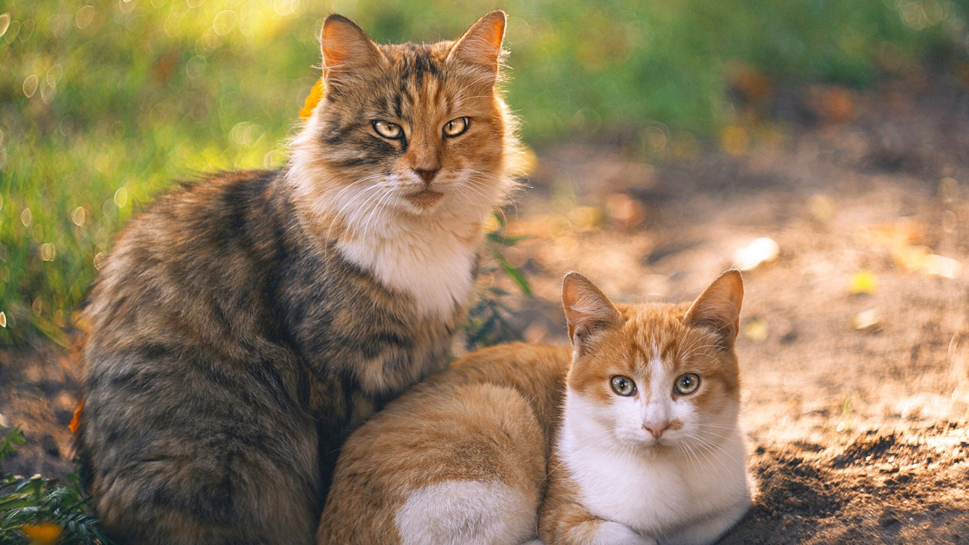 绝杀时刻与孤胆英雄,当湖人压哨奇迹遇上哈登西决封神