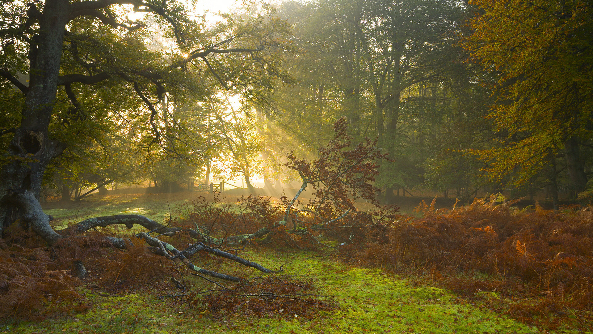 绿茵场上的文明对弈，当苏格兰用泥炭思维掀翻埃及金字塔