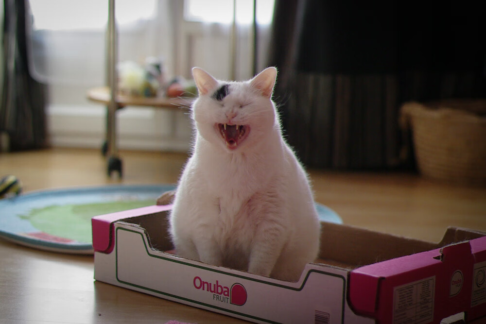 绿茵赛道，当C罗成为攻防转换的F1赛车