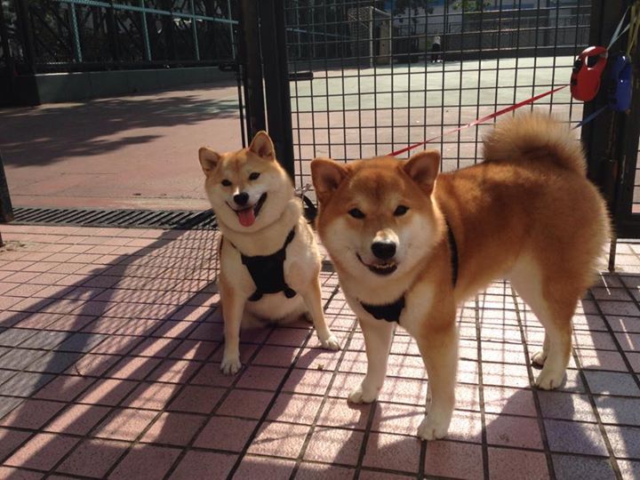 爱游戏APP-防守锁死国王！浙江队戈贝尔成关键先生主宰胜利