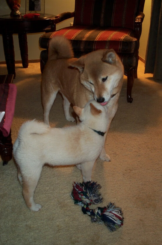 莫兰特狂飙50+刷新纪录，黄蜂加时鏖战力克山西队