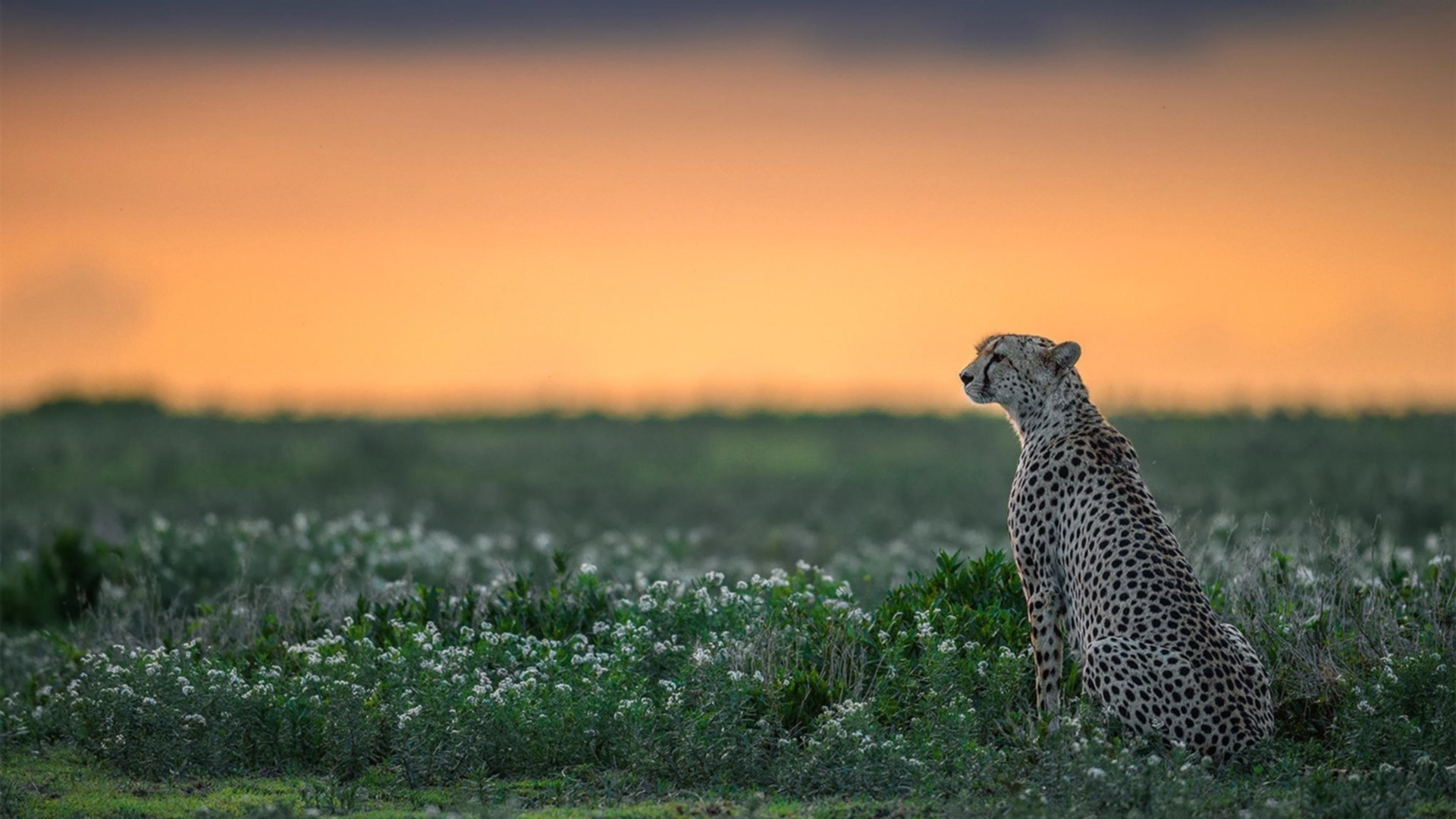 穆勒关键一击定乾坤，摩洛哥争冠战力克苏格兰创历史