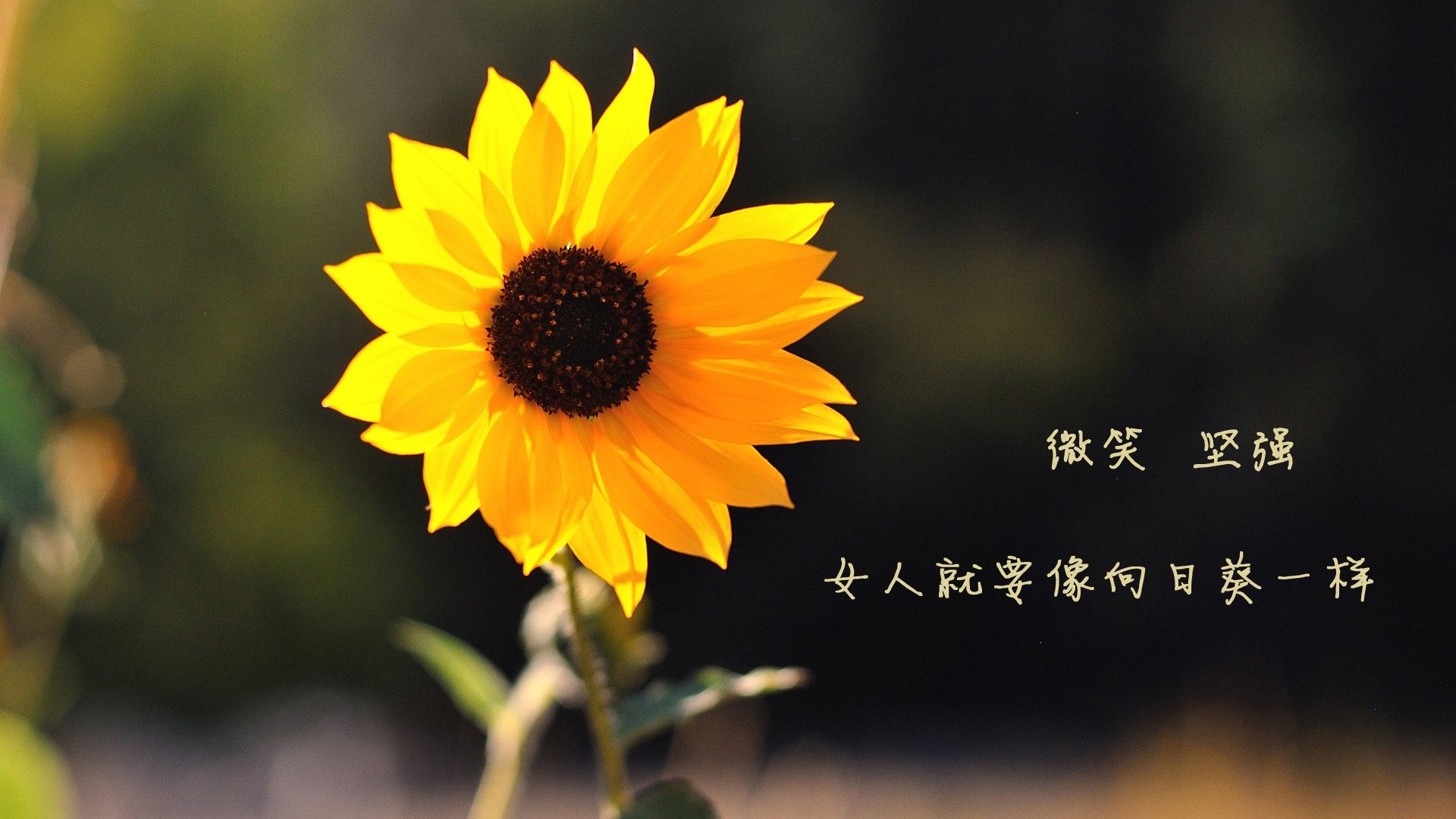 绿茵双响炮，金玟哉爆发定乾坤，英格兰铁骑正面击溃波兰